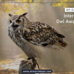 International Owl Awareness Day | 4th August, 2024